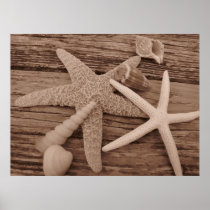Shell Collection Poster