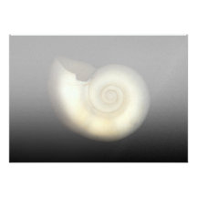 Shell - Conchology - Nautilus Personalized Invitation