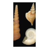 Shell - Conchology - Shells Customized Photo Card
