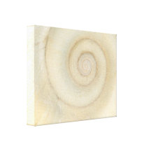 Shell - Conchology - White Spiral Gallery Wrap Canvas