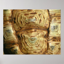Shell Mosaic Print