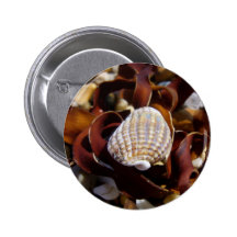Shell On A Bed Of Seaweed Pinback Button
