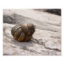 Shell on Rock 10x8 Photographic Print