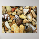Shell Rock Print