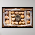 shell sculpture posters