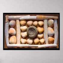 shell sculpture posters
