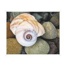 Shell Spiral On The Rocks canvas wrap Canvas Print