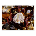 Shell sur un lit d'algue cartes postales