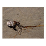 Shells And Seaweed Post Card