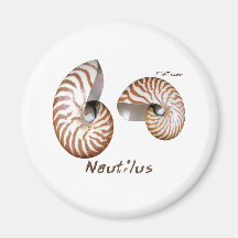 Shells Collection by FishTs.com Fridge Magnets