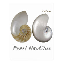 Shells Collection by FishTs.com Post Card