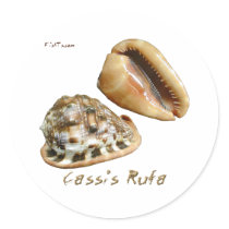 Shells Collection by FishTs.com Stickers
