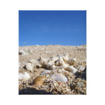 Shells Gallery Wrapped Canvas