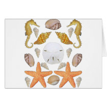 Shells Galore Cards