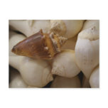 Shells II postcards
