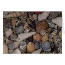 Shells of the World Shell Cards