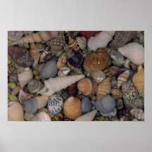Shells of the World Shell Print