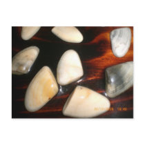 Shells Post Card