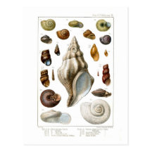 Shells Postcard