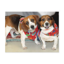 Shelter Beagles Photo