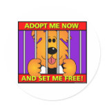 Shelter-Dog
