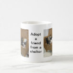 Shelter Kittens Mugs