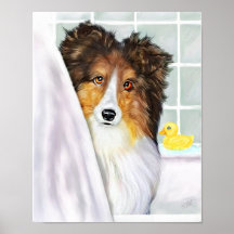 Sheltie Bath Sable Poster