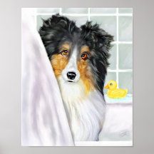 Sheltie Bath Tri Colour Poster