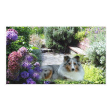 Sheltie Breeder Business Card