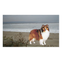 Sheltie Breeder Business Card