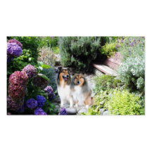 Sheltie Breeder Business Card