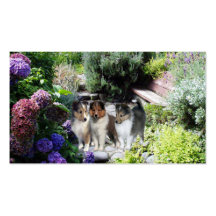 Sheltie Breeder Business Card