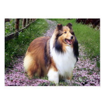 Sheltie Breeder Business Card