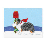 Sheltie Christmas Mail Tri Color Post Cards