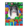 Sheltie Christmas Open Gifts Bi Black Postcards