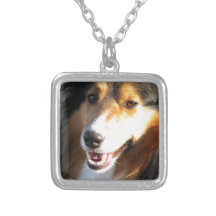 Sheltie Collier