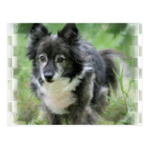Sheltie Dog Picture Postcard