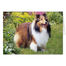 Sheltie Greeting Card