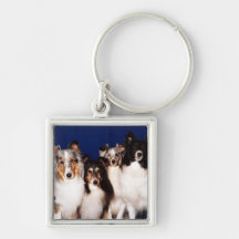 Sheltie Group Keychains