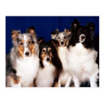 Sheltie Group Post Card