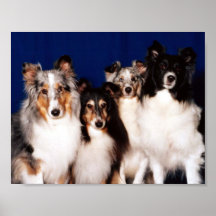 Sheltie Group Print