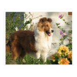 Sheltie in flowers postcard