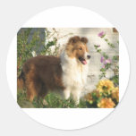 Sheltie in flowers round stickers