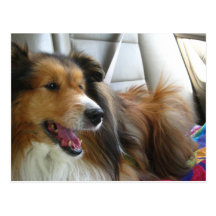 Sheltie in the Car Postcards