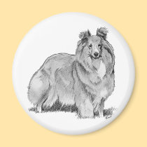Sheltie magnets