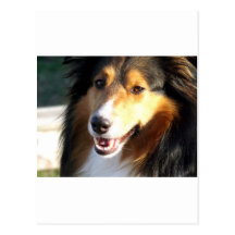 Sheltie Post Card