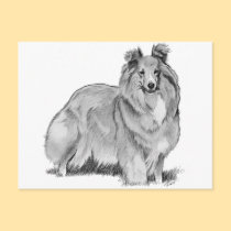 Sheltie postcards
