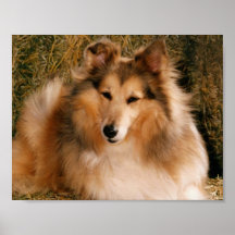 Sheltie Posters