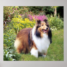 Sheltie Print
