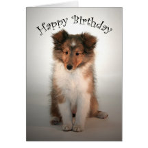 Sheltie Puppy Birthday Card